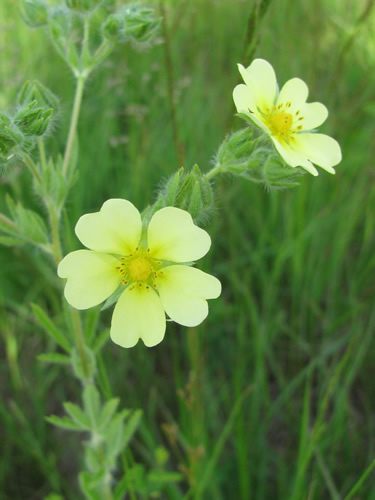 Rough-Fruited Cinquefoil