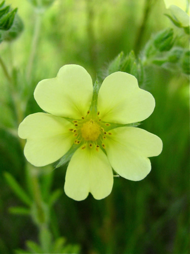 Rough-Fruited Cinquefoil