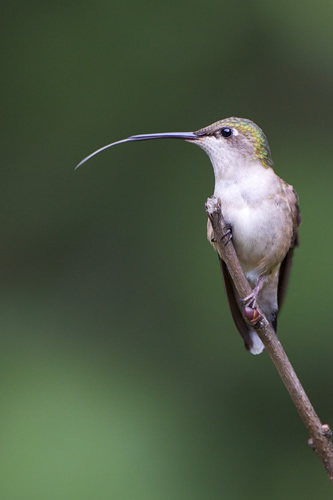 Ruby-Throated Hummingbird