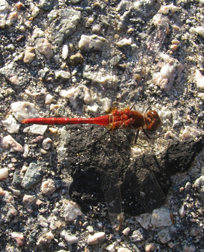 Ruby Meadowhawk Dragonfly