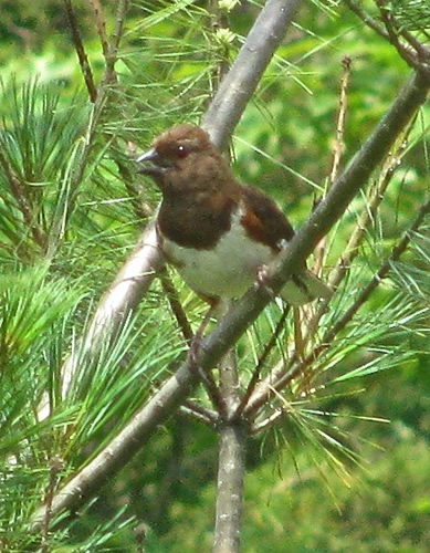 Rufous-Sided Towhee (female)