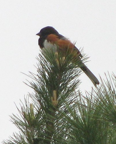 Rufus-Sided towhee