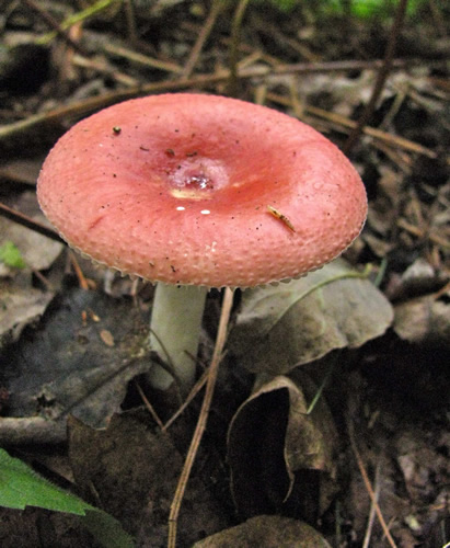 Russula Mushroom