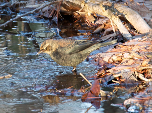 Rusty Blackbird