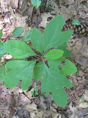 Sassafras