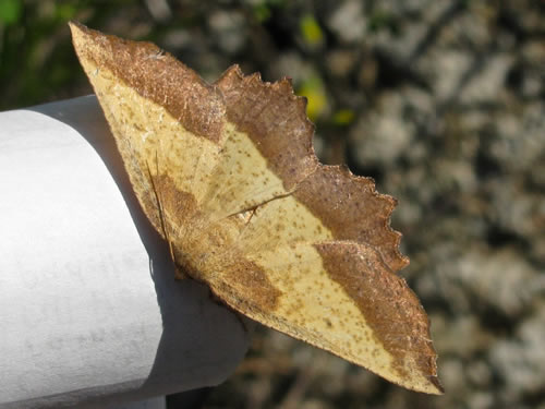 Saw-Wing Moth