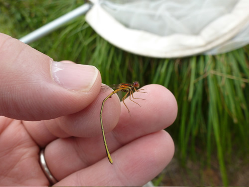 Scarlet Bluet