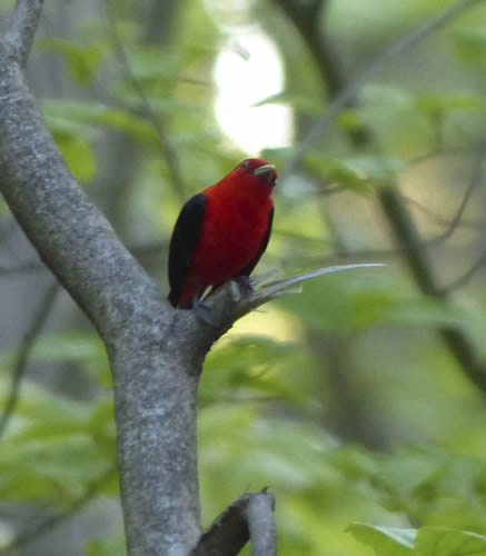 Scarlet Tanager