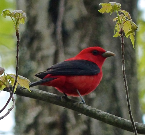 Scarlet Tanager