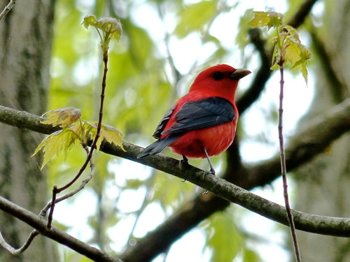 Scarlet Tanager