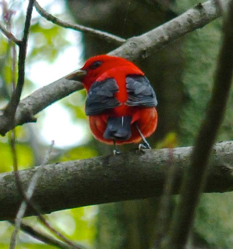 Scarlet Tanager