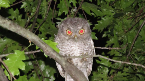 Screech Owl (Fledgling)