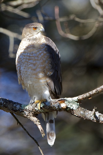 Sharp-Shinned Hawk