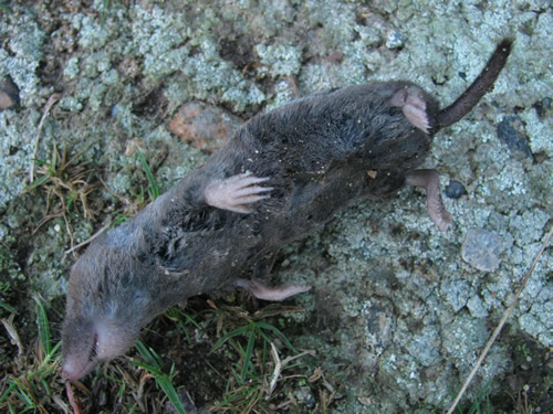 Northern Short-Tailed Shrew