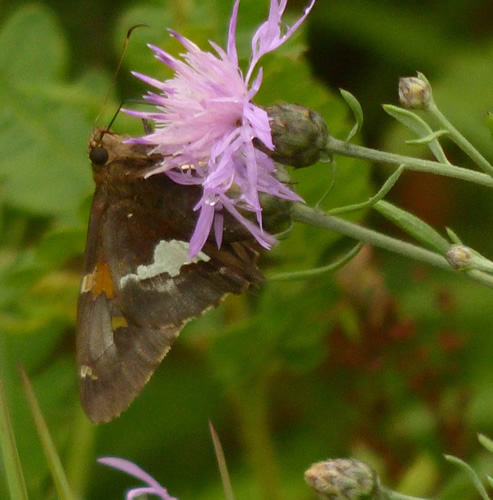 Silver-Spotted Skipper Butterfly