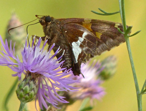 Silver-Spotted Skipper Butterfly