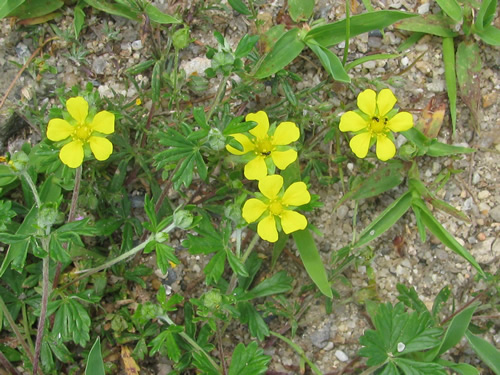 Silver Cinquefoil