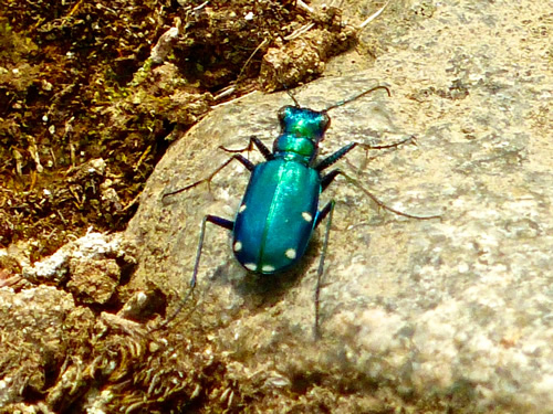 Six-Spotted Tiger Beetle