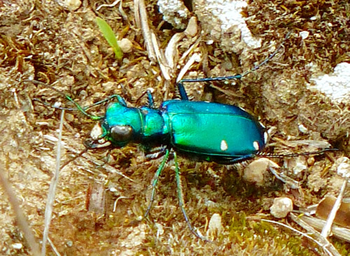 Six-Spotted Tiger Beetle