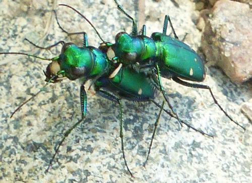 Six-Spotted Tiger Beetle