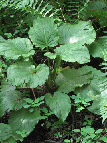 Skunk Cabbage