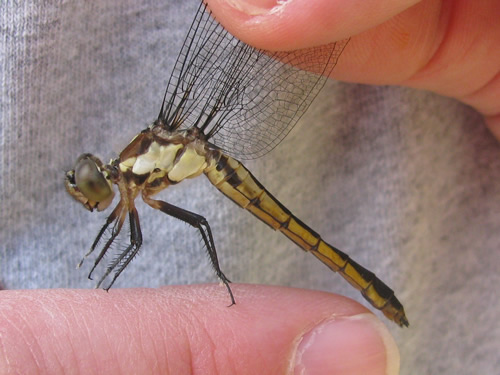 Slaty Skimmer Dragonfly