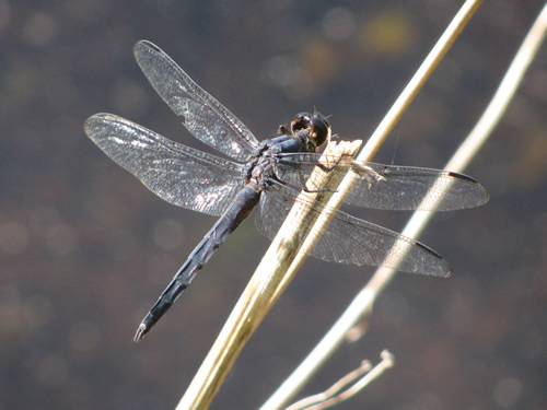 Slaty Skimmer Dragonfly