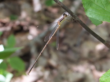 Slender Spreadwing Damselfly