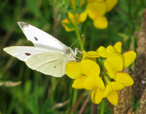 Small Cabbage White Butterfly