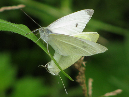 Small Cabbage White Butterfly