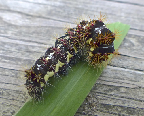 Smeared Dagger Moth Caterpillar