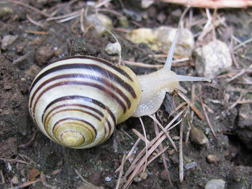 Garden Snail