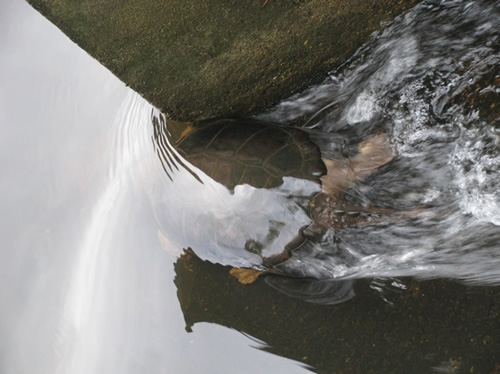 Snapping Turtle Drama