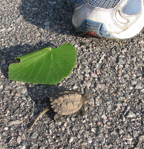 Snapping Turtle