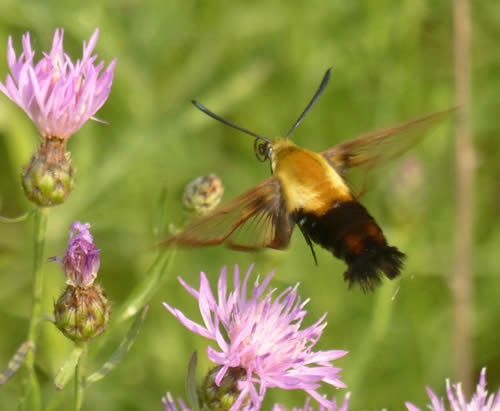 Snowberry Clearwing Moth