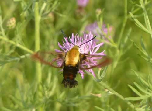 Snowberry Clearwing Moth