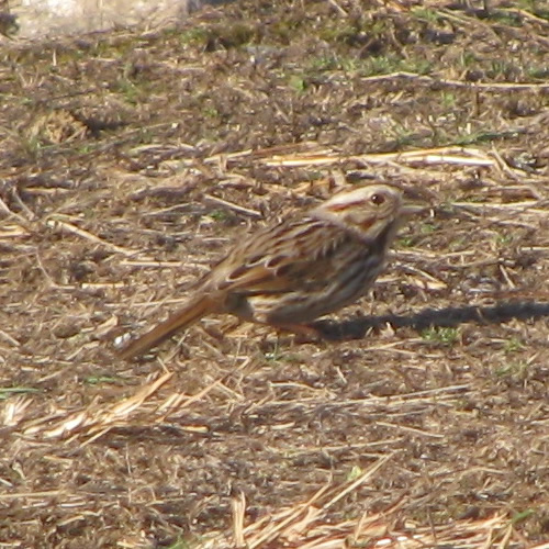 Song Sparrow