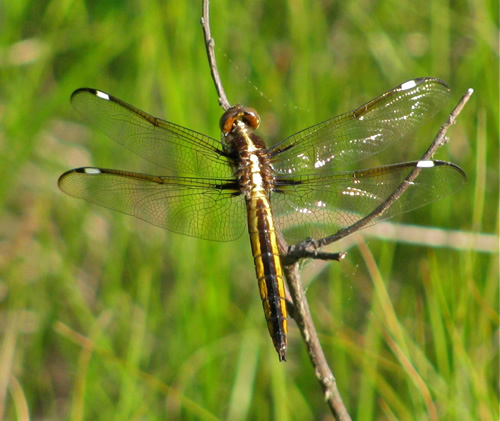 Spangled Skimmer Dragonfly