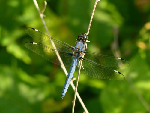 Spangled Skimmer Dragonfly (Male)