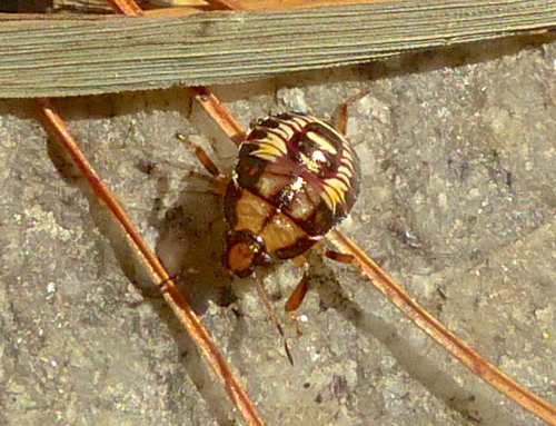 Spined Soldier Bug (Nymph)