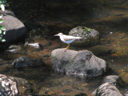 Spotted Sandpiper