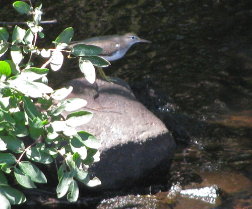 Spotted Sandpiper