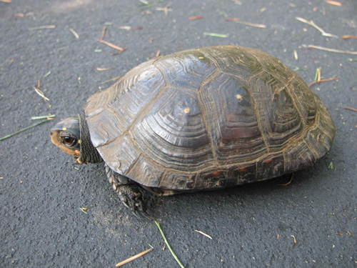 Spotted Turtle