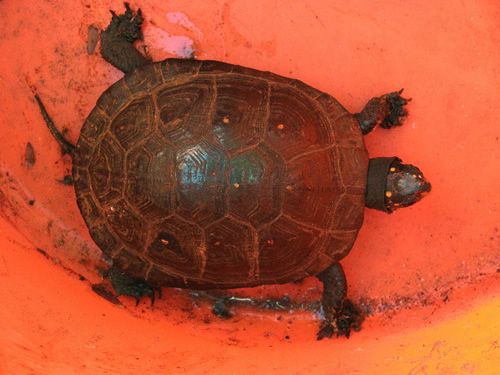 Spotted Turtle