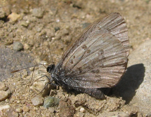 Spring Azure Butterfly