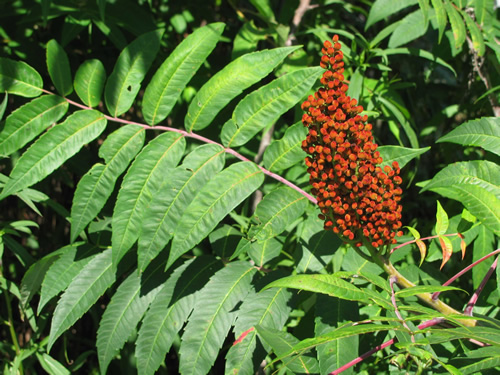 Staghorn Sumac