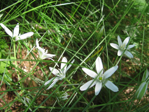 Star of Bethlehem