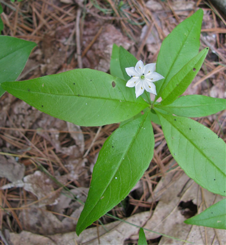 Starflower