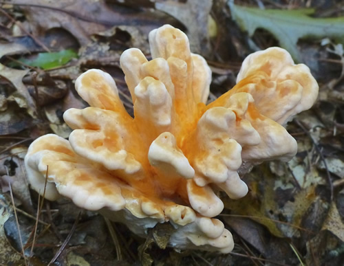 Sulphur Shelf Mushroom