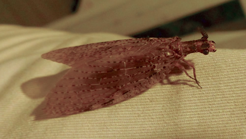 Summer Fishfly